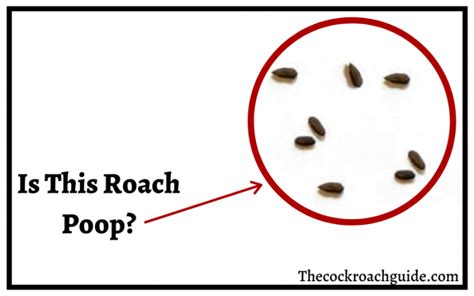 How To Identify Cockroach Poop .